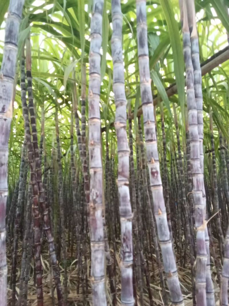 黑皮甘蔗，青皮甘蔗