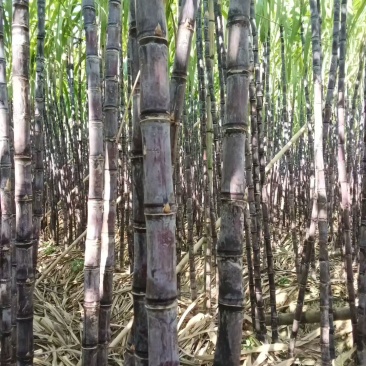 黑皮甘蔗，青皮甘蔗