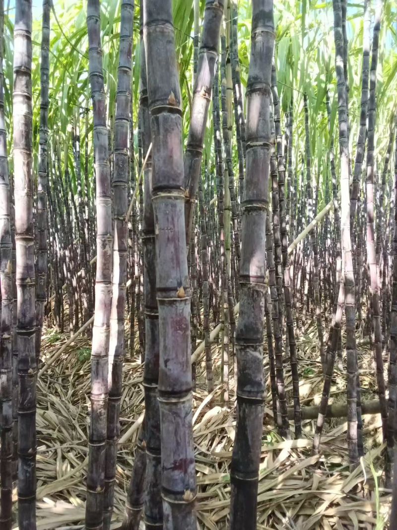 黑皮甘蔗，青皮甘蔗