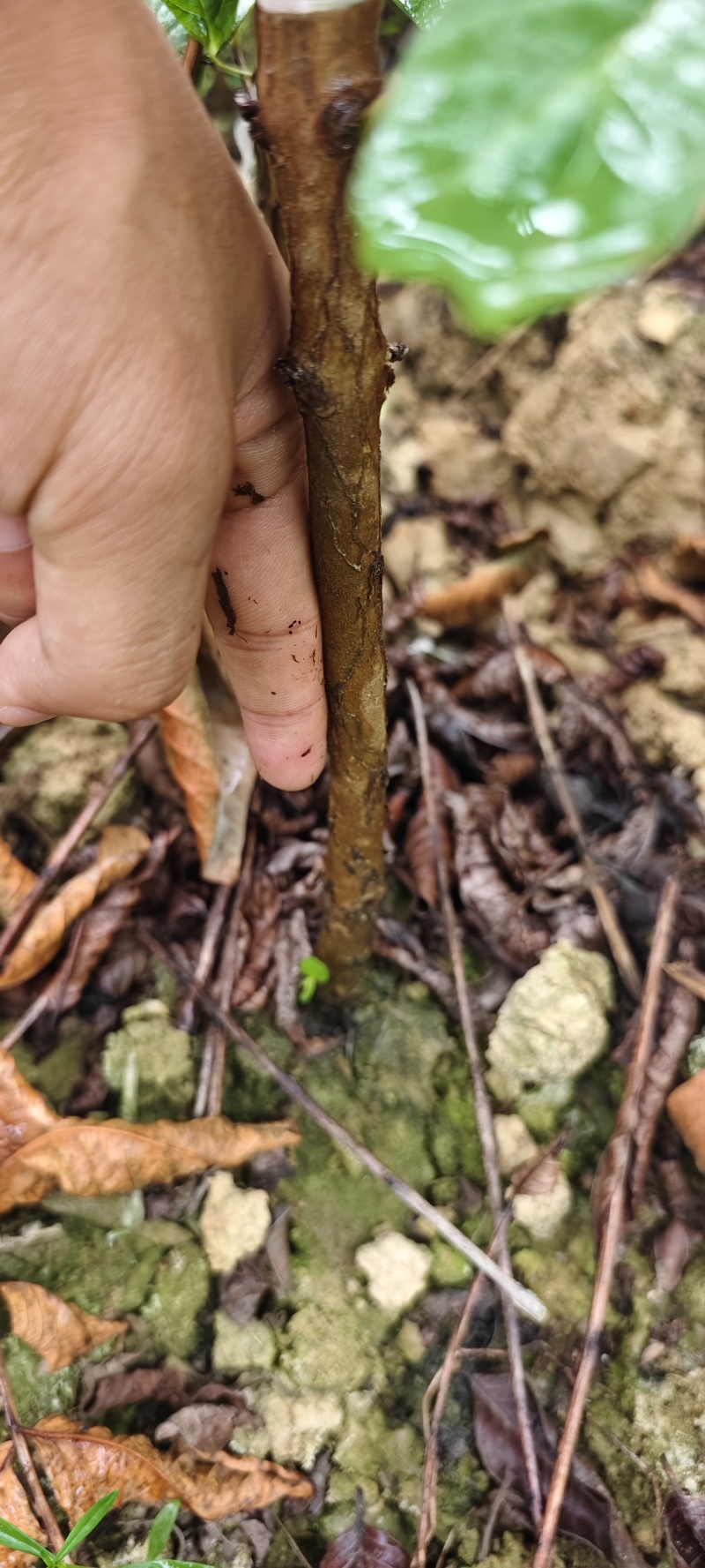 西瓜红芭乐树苗年底有果，芭乐苗，果肉是红色的，口感比较脆