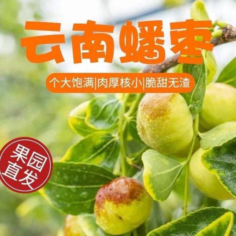 【正宗蒙自】精品蟠枣/新鲜枣皮薄肉厚脆甜爆汁坏果包赔