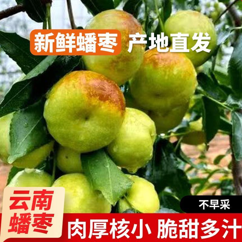 【正宗蒙自】精品蟠枣/新鲜枣皮薄肉厚脆甜爆汁坏果包赔