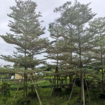 锦叶榄仁5-12公分大量供应