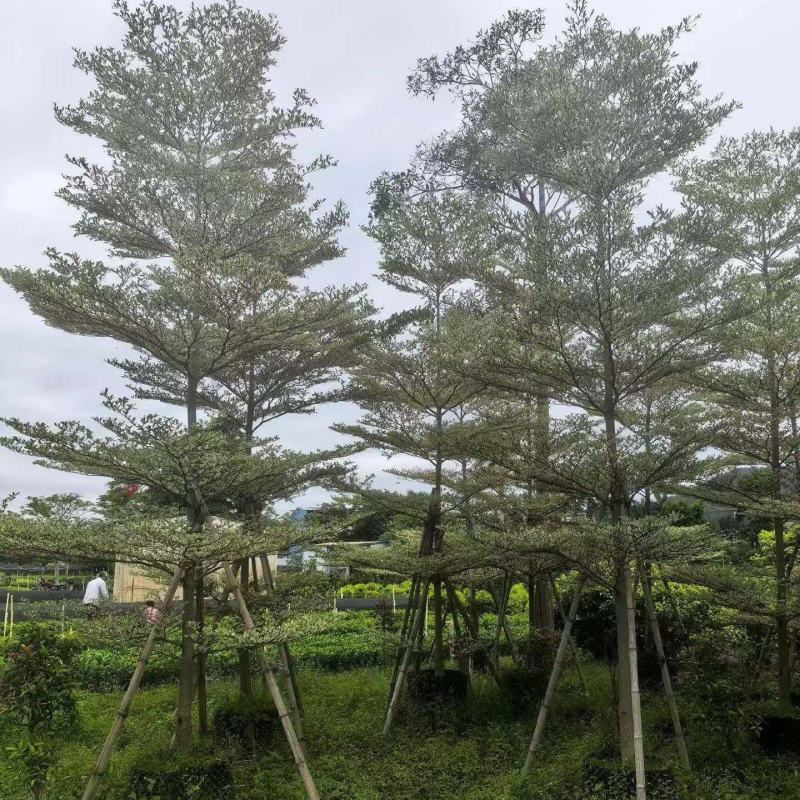 锦叶榄仁5-12公分大量供应