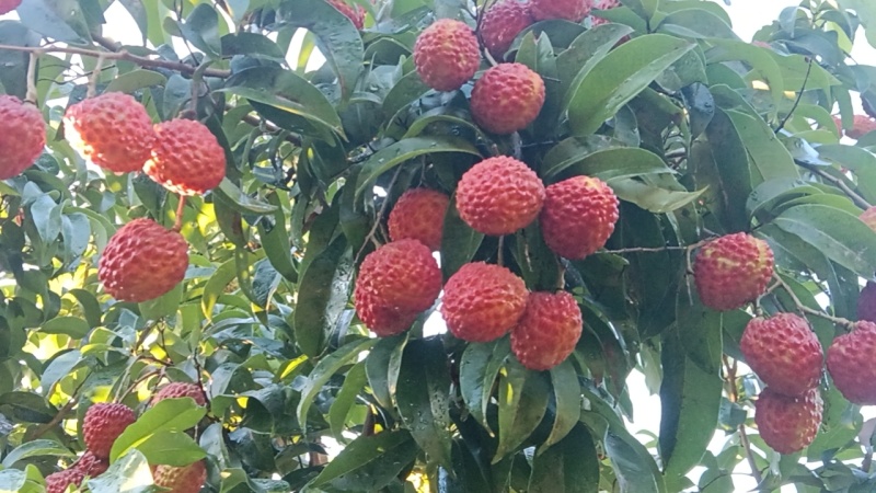 仙进奉