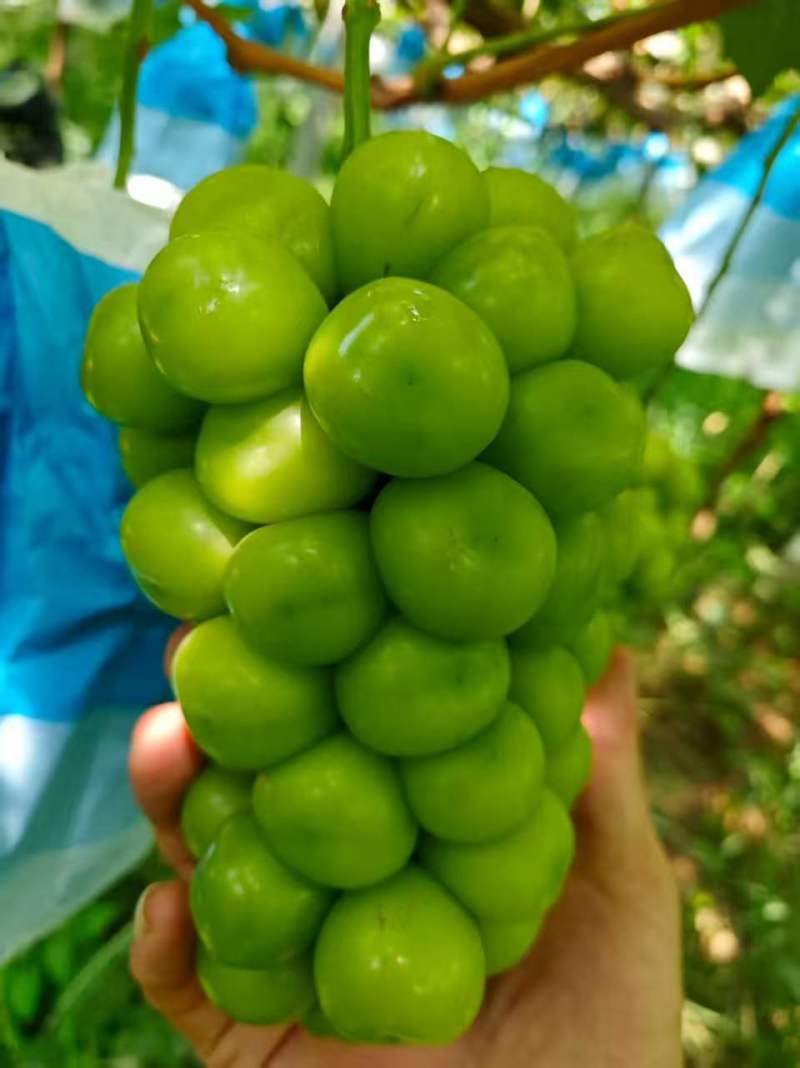 【推荐】陕西葡萄阳光玫瑰货源充足对接超市批发商欢迎致电