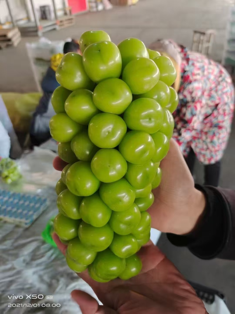 【推荐】陕西葡萄阳光玫瑰货源充足对接超市批发商欢迎致电
