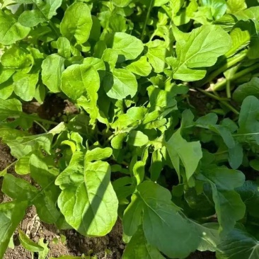 大叶芝麻菜种子小青菜火箭生菜种籽四季菜籽种盆栽东北臭菜菜