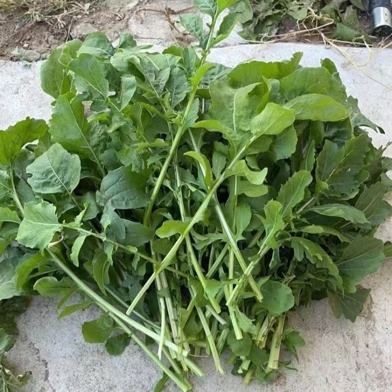 大叶芝麻菜种子小青菜火箭生菜种籽四季菜籽种盆栽东北臭菜菜