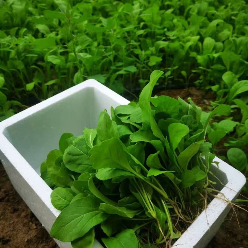 大叶芝麻菜种子小青菜火箭生菜种籽四季菜籽种盆栽东北臭菜菜
