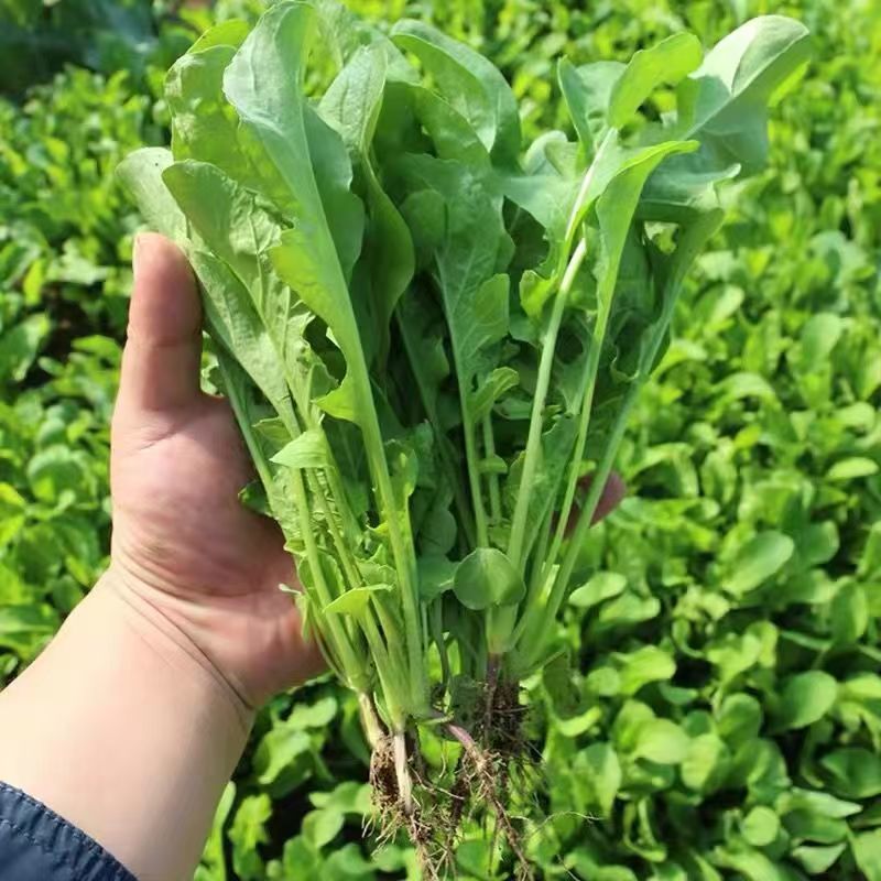 大叶芝麻菜种子小青菜火箭生菜种籽四季菜籽种盆栽东北臭菜菜