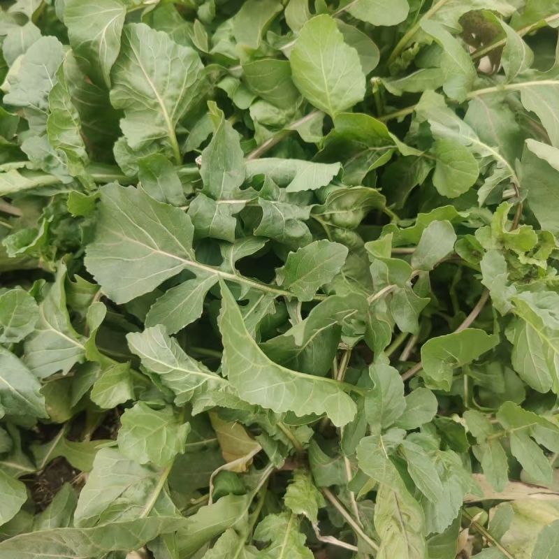 大叶芝麻菜种子小青菜火箭生菜种籽四季菜籽种盆栽东北臭菜菜