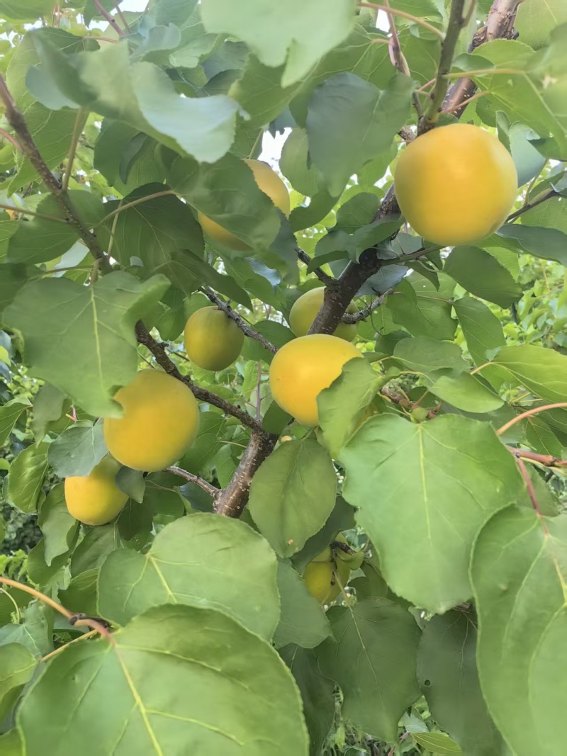 荷兰香蜜杏大量上市中