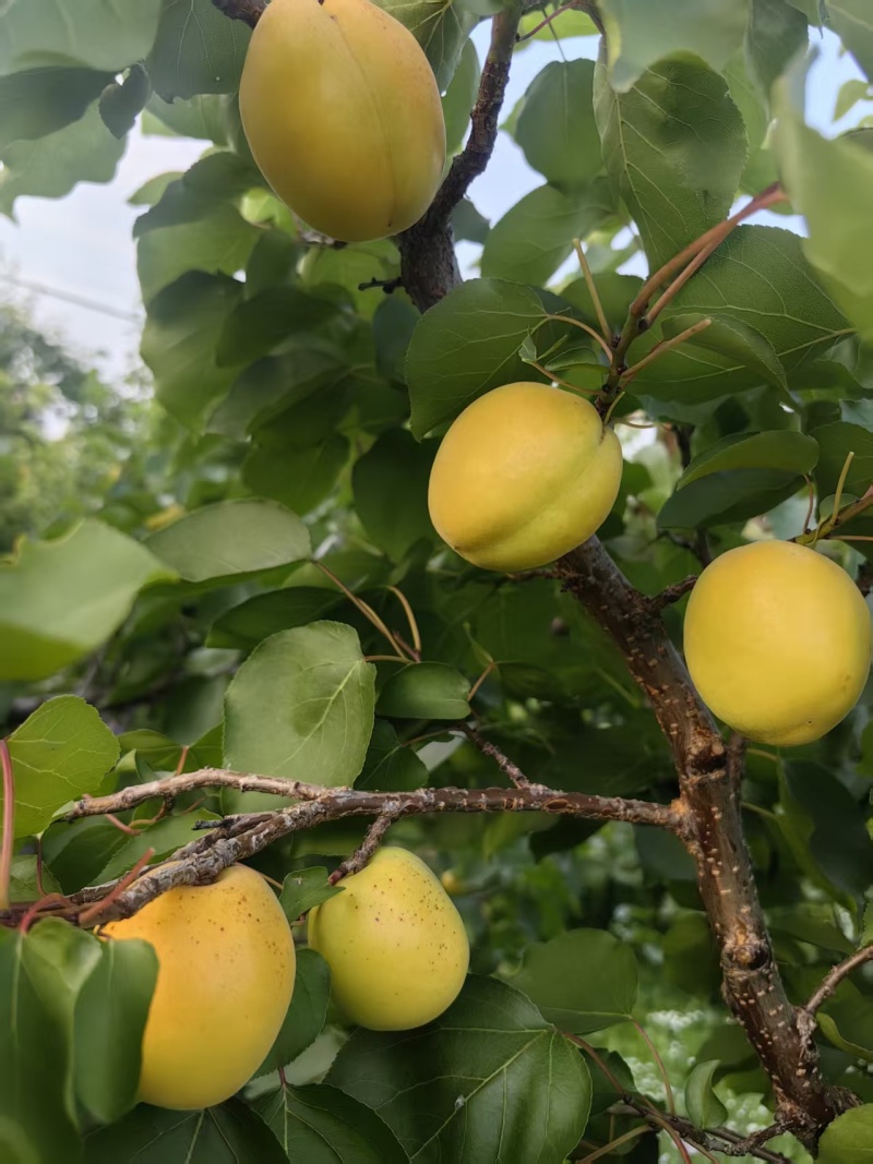 荷兰香蜜杏大量上市中