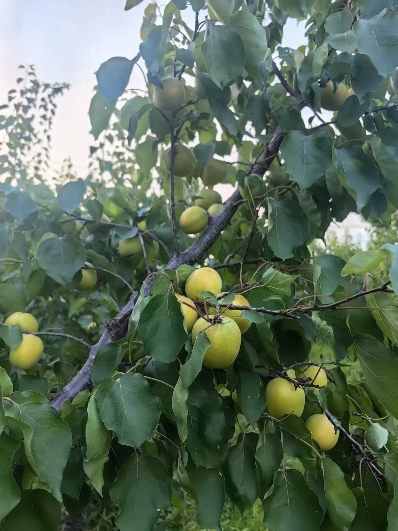 荷兰香蜜杏大量上市中
