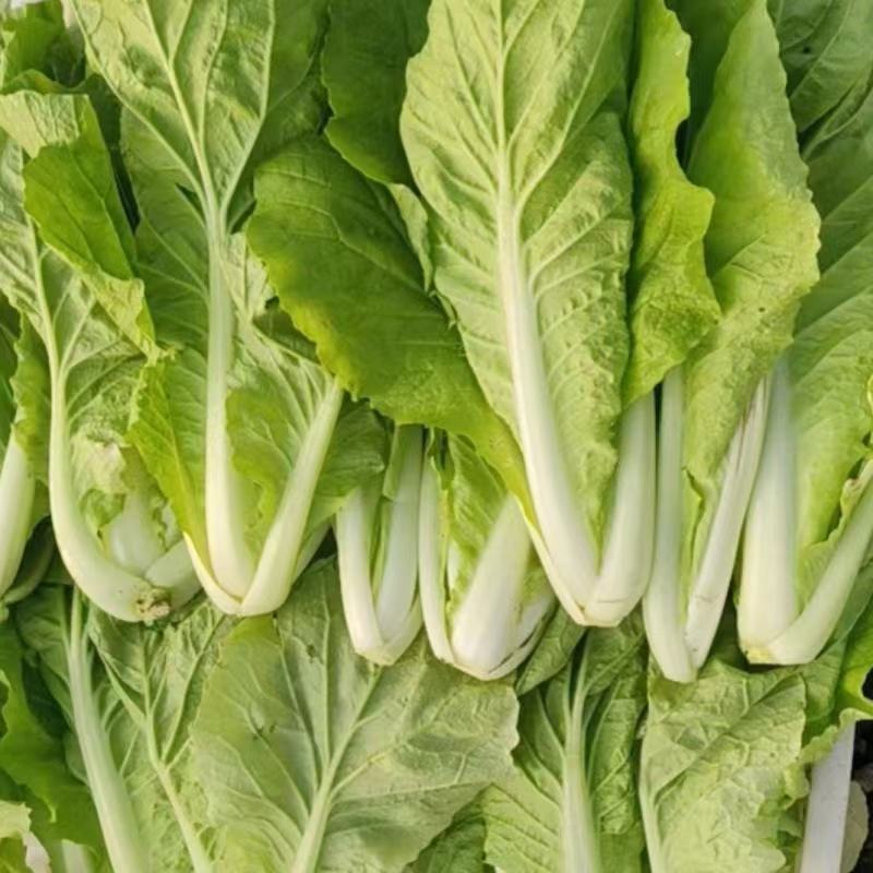 鲜美下锅耙小白菜种子皱叶苗用口感香甜爽口软糯滑嫩开锅即熟