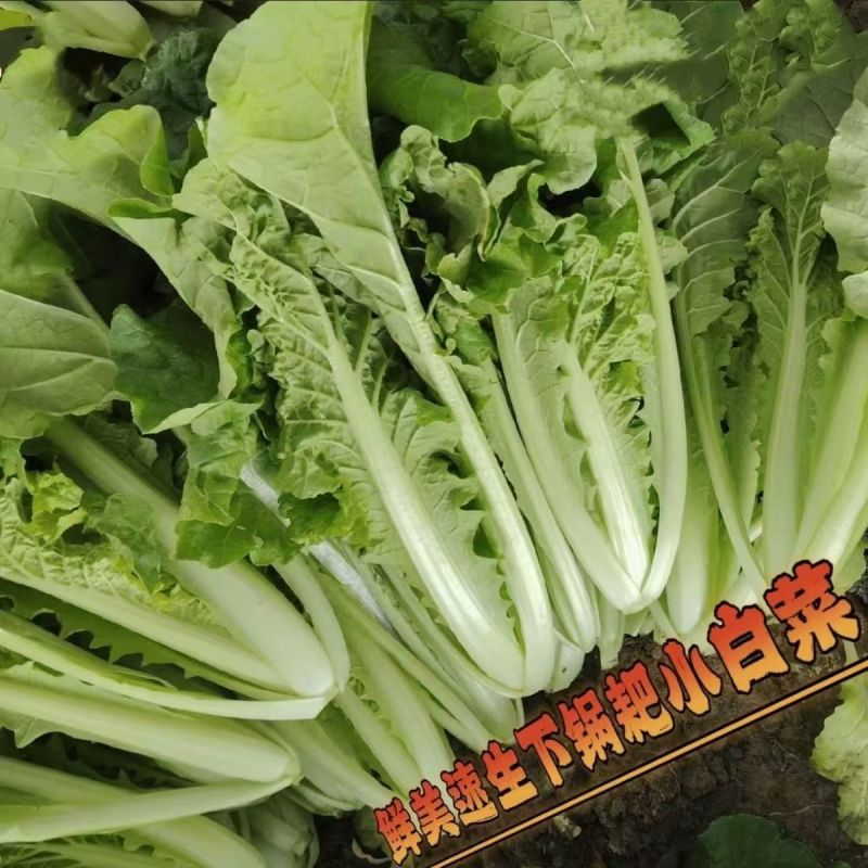 鲜美下锅耙小白菜种子皱叶苗用口感香甜爽口软糯滑嫩开锅即熟