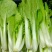 鲜美下锅耙小白菜种子皱叶苗用口感香甜爽口软糯滑嫩开锅即熟