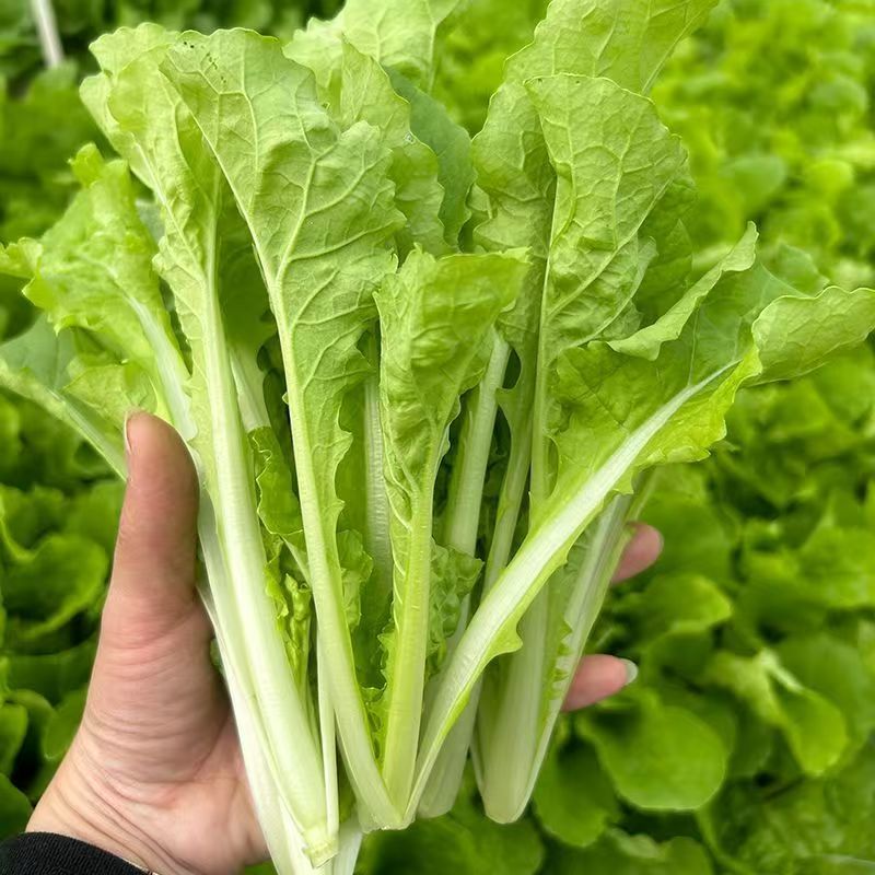 鲜美下锅耙小白菜种子皱叶苗用口感香甜爽口软糯滑嫩开锅即熟