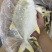 金鲳鱼