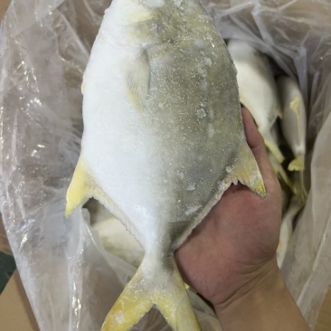 金鲳鱼