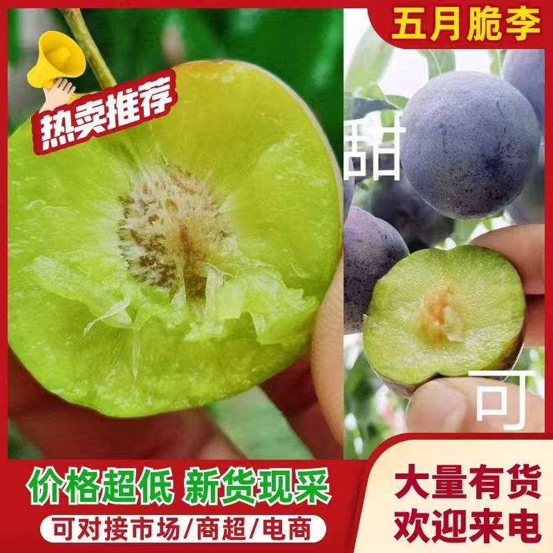 四川～汉源～精品5月脆～产地直供，一首货源