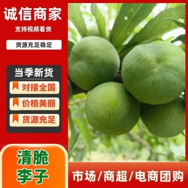 青脆李子四川汉源李子精品阳光果，产地直供，一手货源