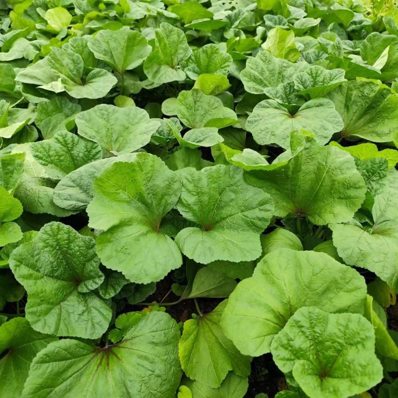 软糯冬寒菜种子绿叶绿茎叶片肥大呈扇圆形食用营养丰富软糯滑