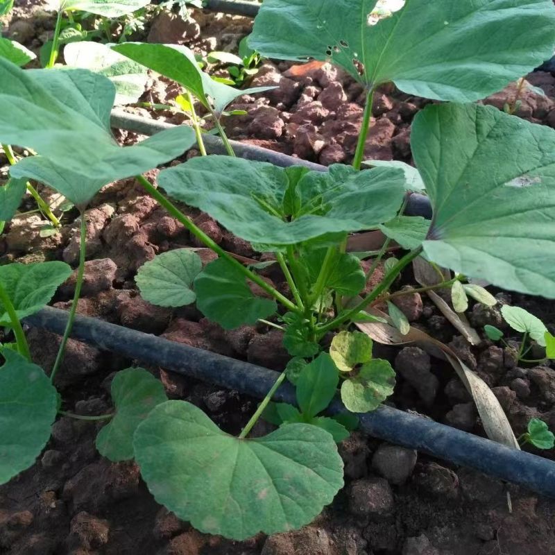软糯冬寒菜种子绿叶绿茎叶片肥大呈扇圆形食用营养丰富软糯滑