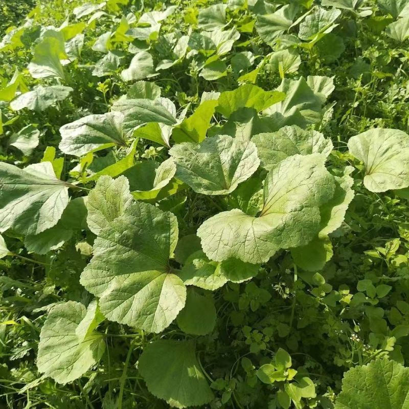 软糯冬寒菜种子绿叶绿茎叶片肥大呈扇圆形食用营养丰富软糯滑
