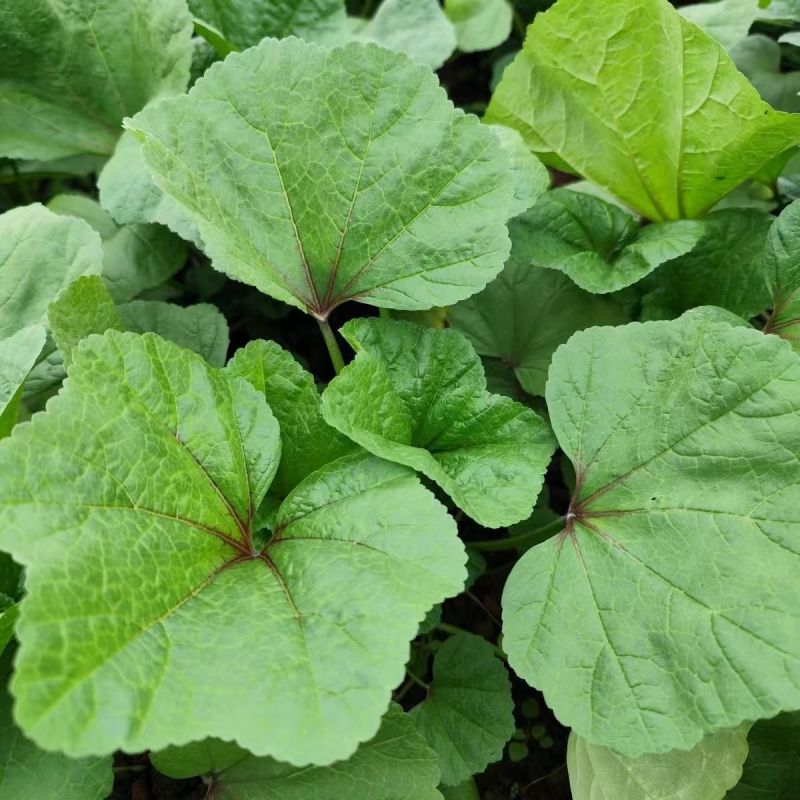 软糯冬寒菜种子绿叶绿茎叶片肥大呈扇圆形食用营养丰富软糯滑