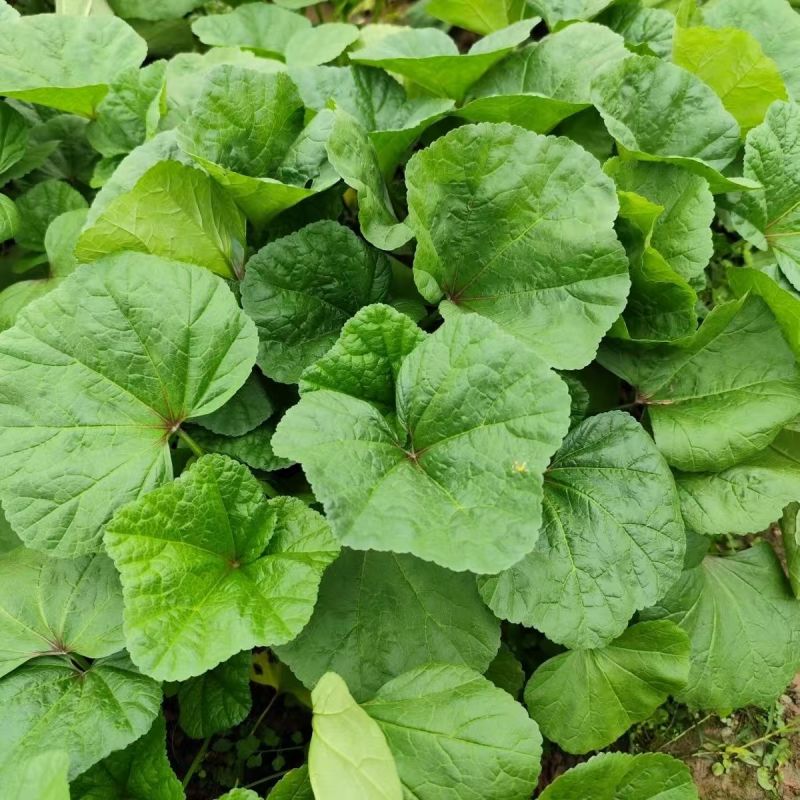 软糯冬寒菜种子绿叶绿茎叶片肥大呈扇圆形食用营养丰富软糯滑