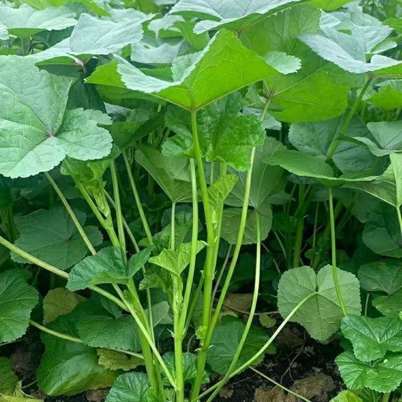 软糯冬寒菜种子绿叶绿茎叶片肥大呈扇圆形食用营养丰富软糯滑