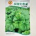 软糯冬寒菜种子绿叶绿茎叶片肥大呈扇圆形食用营养丰富软糯滑