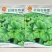 软糯冬寒菜种子绿叶绿茎叶片肥大呈扇圆形食用营养丰富软糯滑