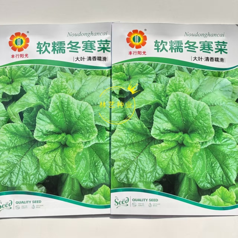 软糯冬寒菜种子绿叶绿茎叶片肥大呈扇圆形食用营养丰富软糯滑