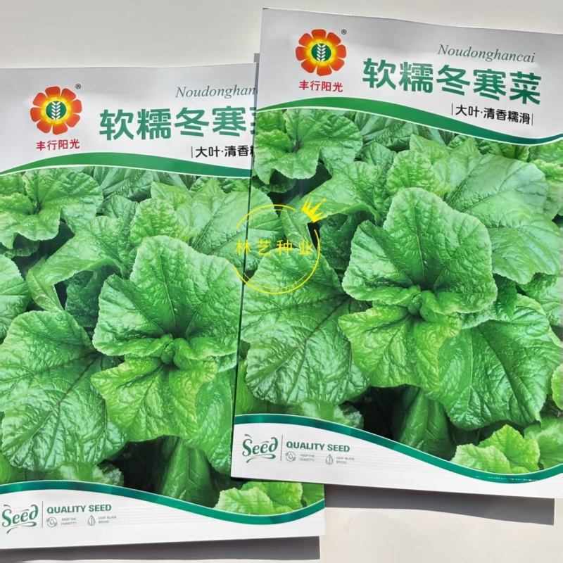 软糯冬寒菜种子绿叶绿茎叶片肥大呈扇圆形食用营养丰富软糯滑