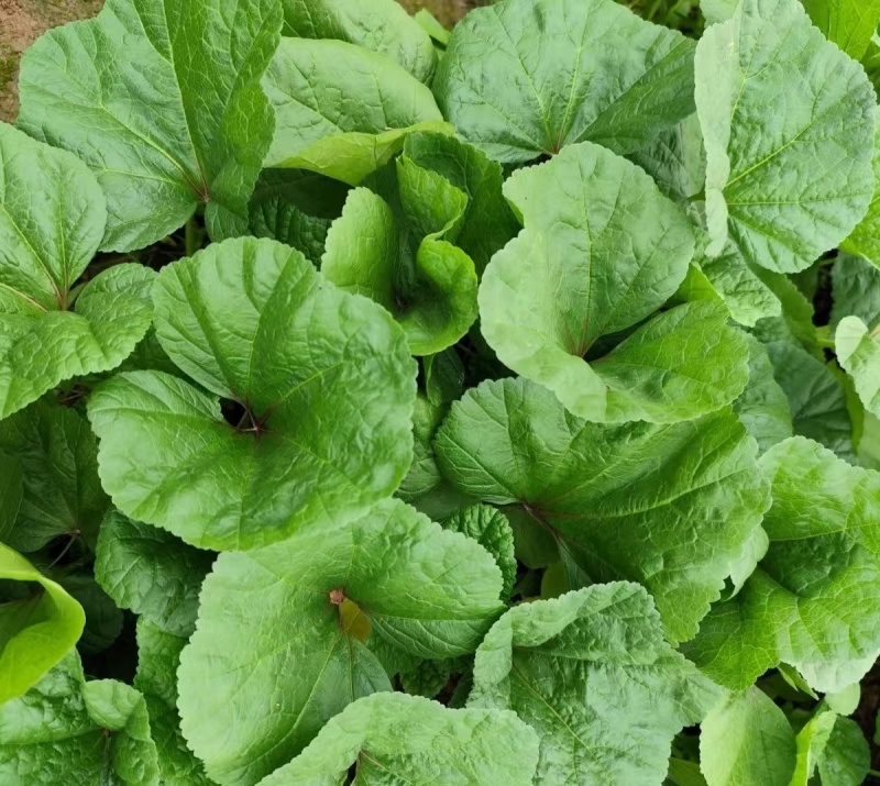 软糯冬寒菜种子绿叶绿茎叶片肥大呈扇圆形食用营养丰富软糯滑