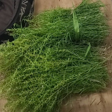 百蕊草