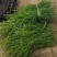 百蕊草