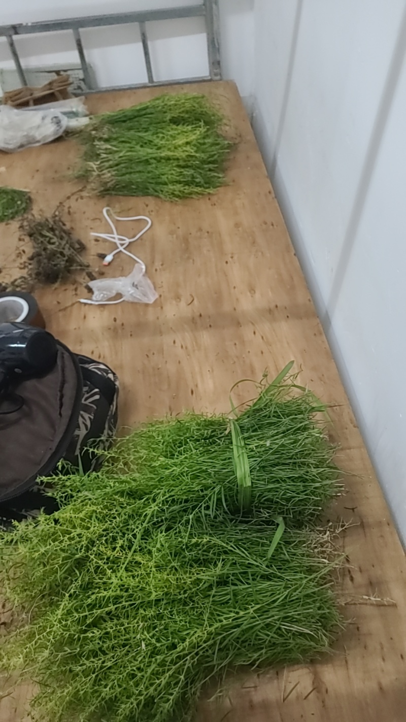 百蕊草