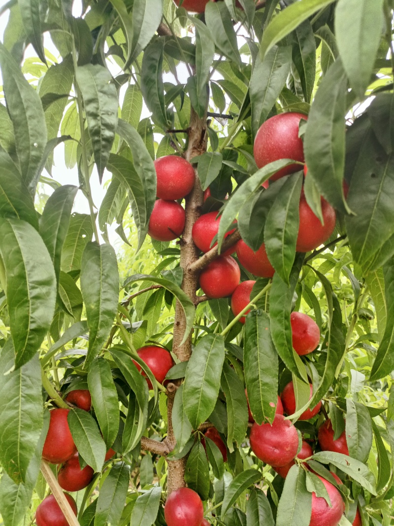 山东珍珠枣油桃1号，枣油桃8号，枣油桃3号大量上市中