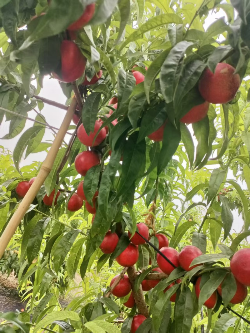 山东珍珠枣油桃1号，枣油桃8号，枣油桃3号大量上市中