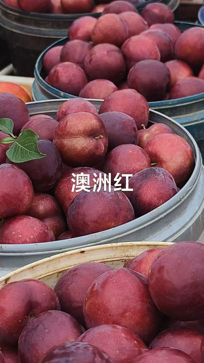 澳洲红五月脆八宝丹李子大量有货口感脆甜个头均匀