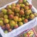 澳洲红/八宝丹李子脆甜多汁/品质保证/产地直供。