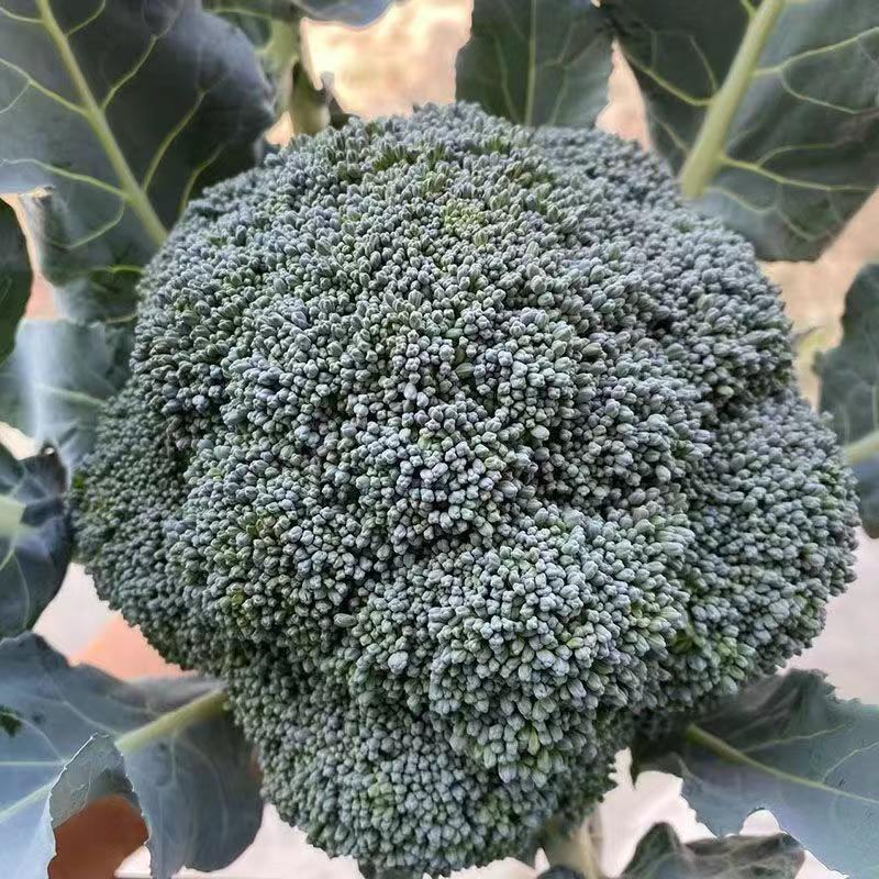 80天西兰花种子绿色花菜蔬菜种子花椰菜耐寒耐热花菜籽有机
