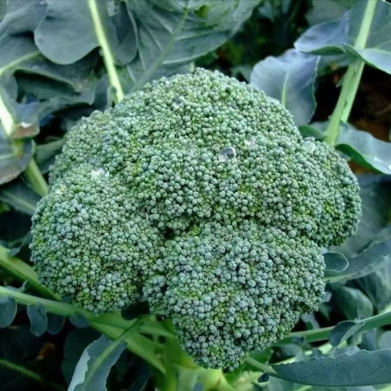 80天西兰花种子绿色花菜蔬菜种子花椰菜耐寒耐热花菜籽有机