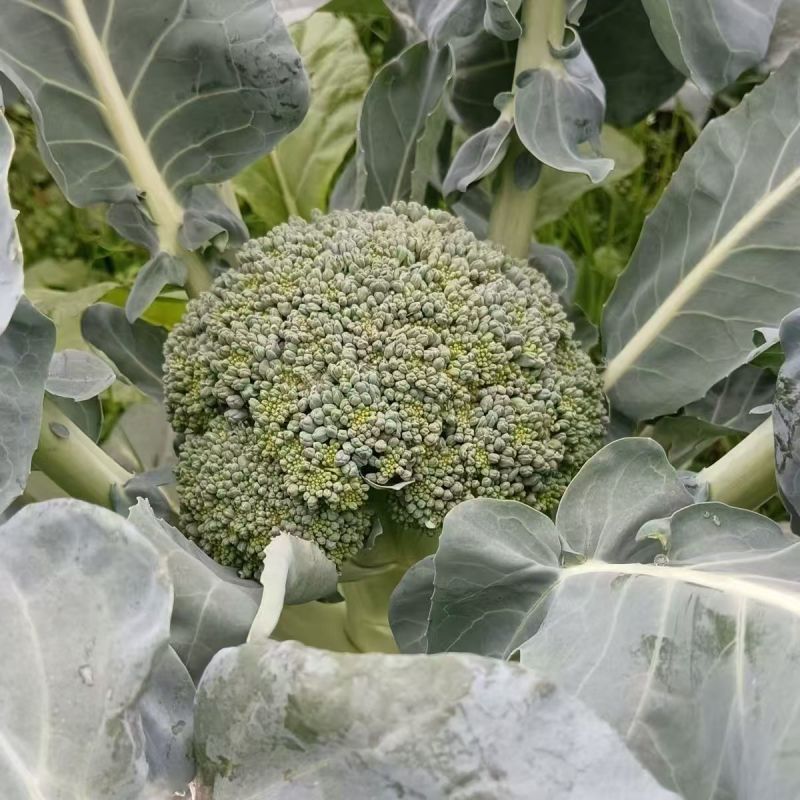 80天西兰花种子绿色花菜蔬菜种子花椰菜耐寒耐热花菜籽有机