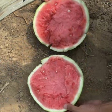 我们是忻州产区麒麟西瓜量大便宜，质量有保证