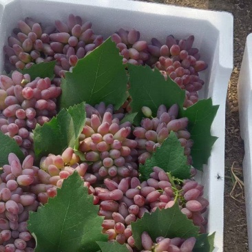 精品茉莉香葡萄，纯甜。糖度20个左右。纯自然成熟！